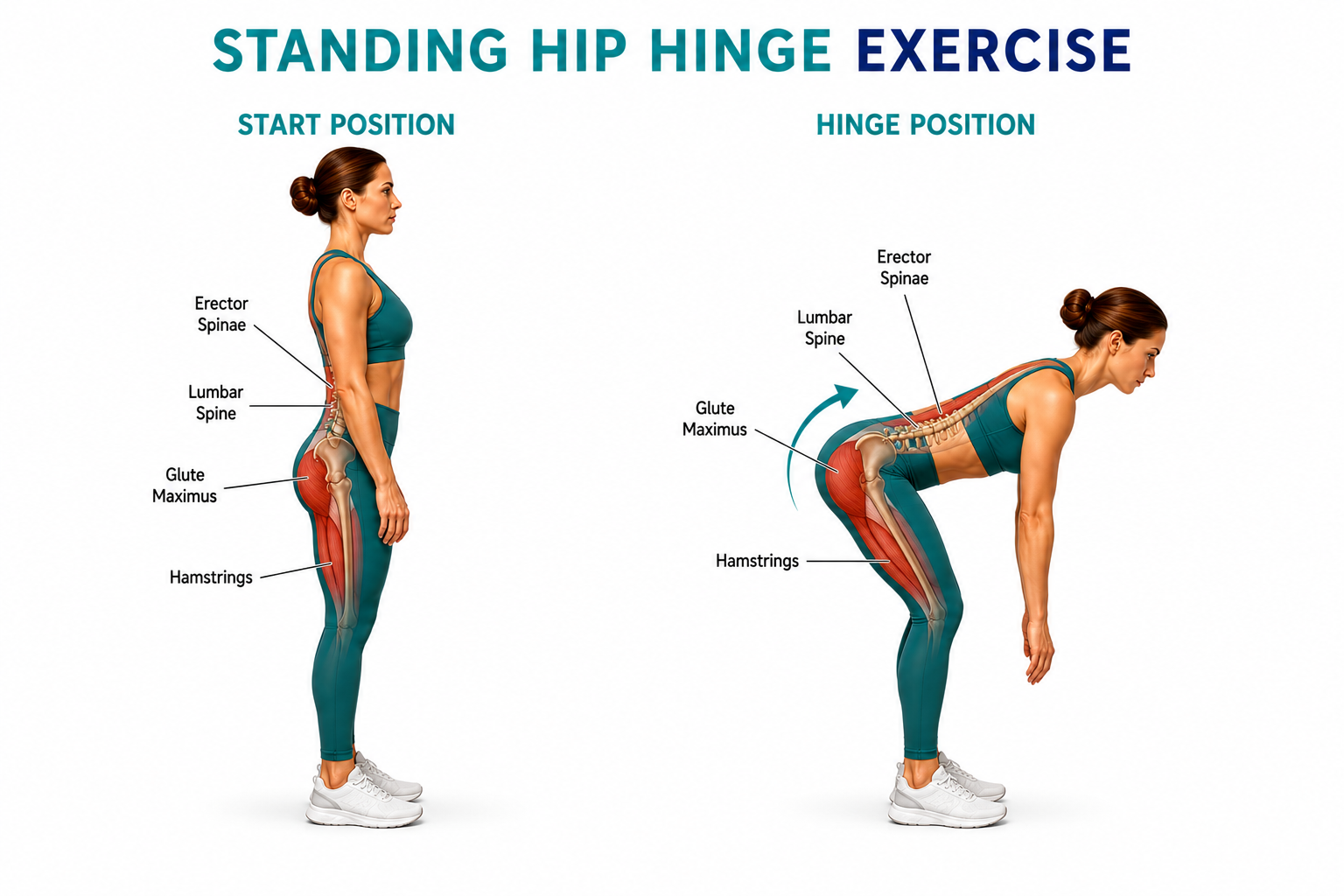 Hip Hinge Stretch for low back pain — Palmer Chiropractic Kent WA